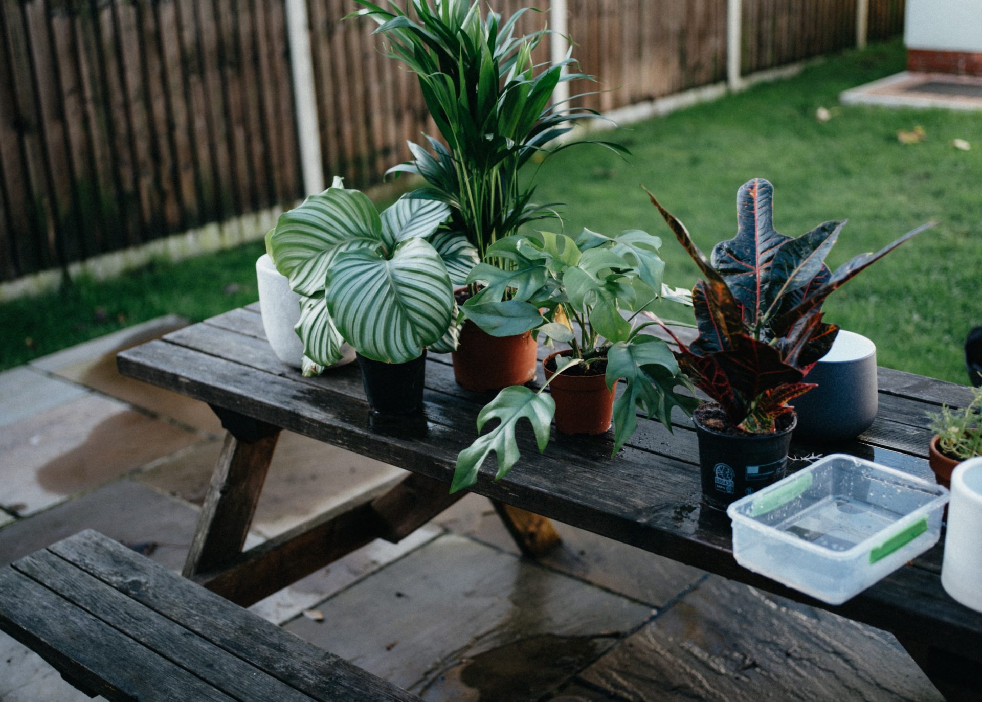 Debugging Outdoor Potted Plants Before Bringing Those Plants Indoors