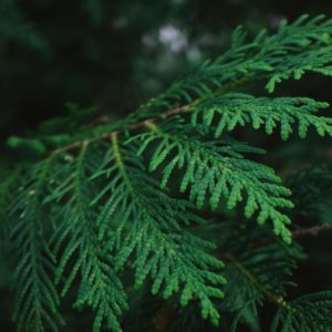 Cedar