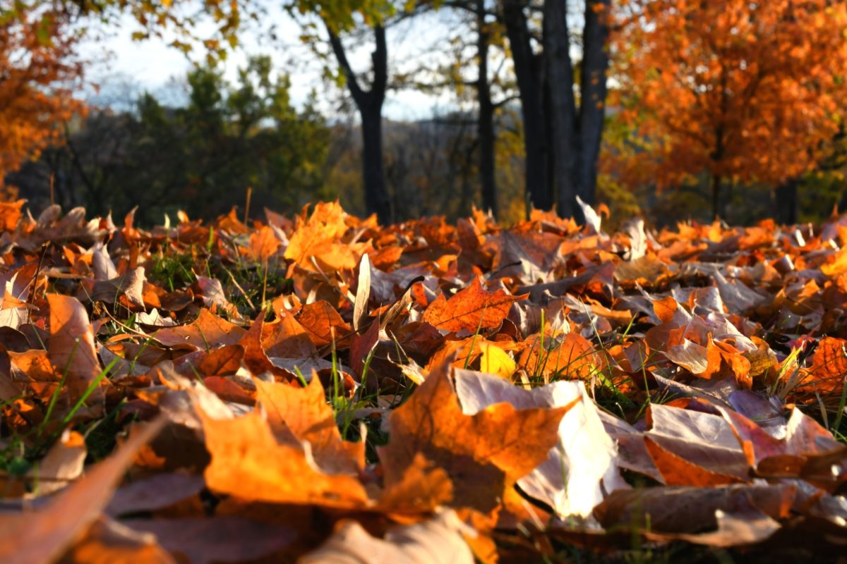 Reasons to Remove Tree Debris, Including Rotten Leaves From Your Lawnfeatured image