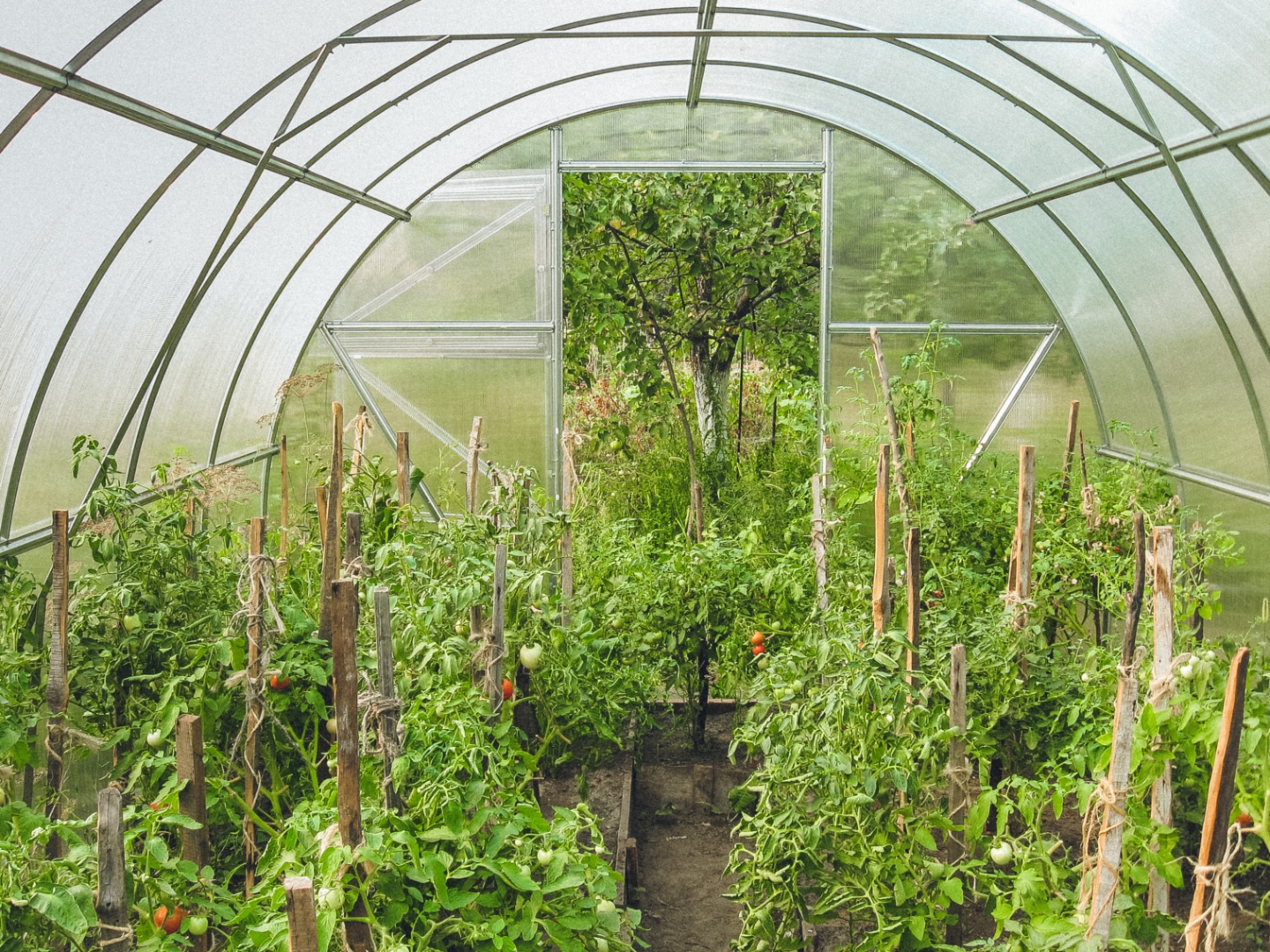 Affordable Ways For A Successful Early Harvest In A Winter Greenhouse ...