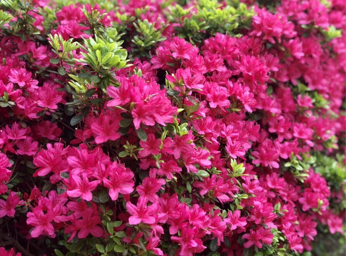 Popular Shrubs that Thrive Across the Four States After Spring Plantingfeatured image