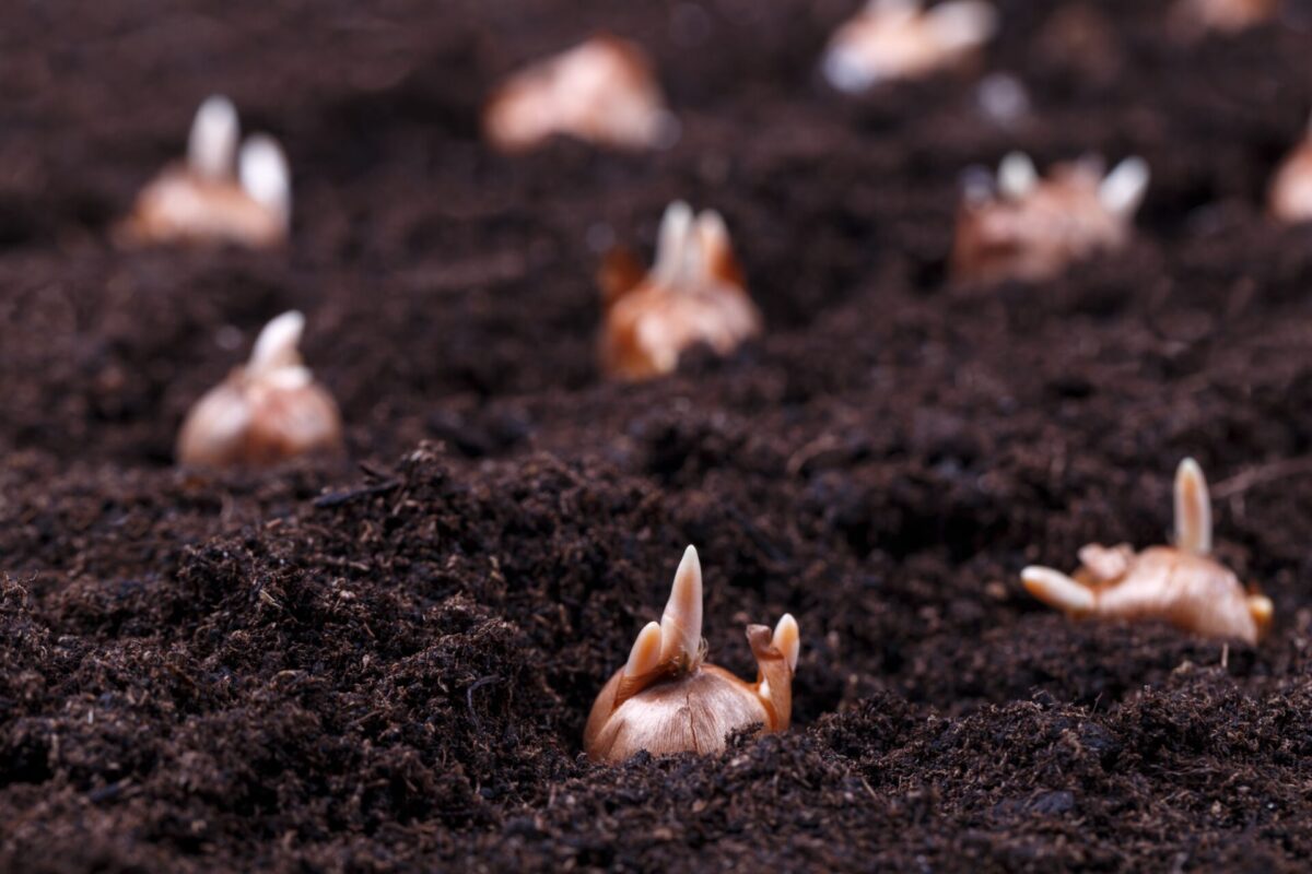 Planting Bulbs 101- Types and Storing for Maximum Resultsfeatured image