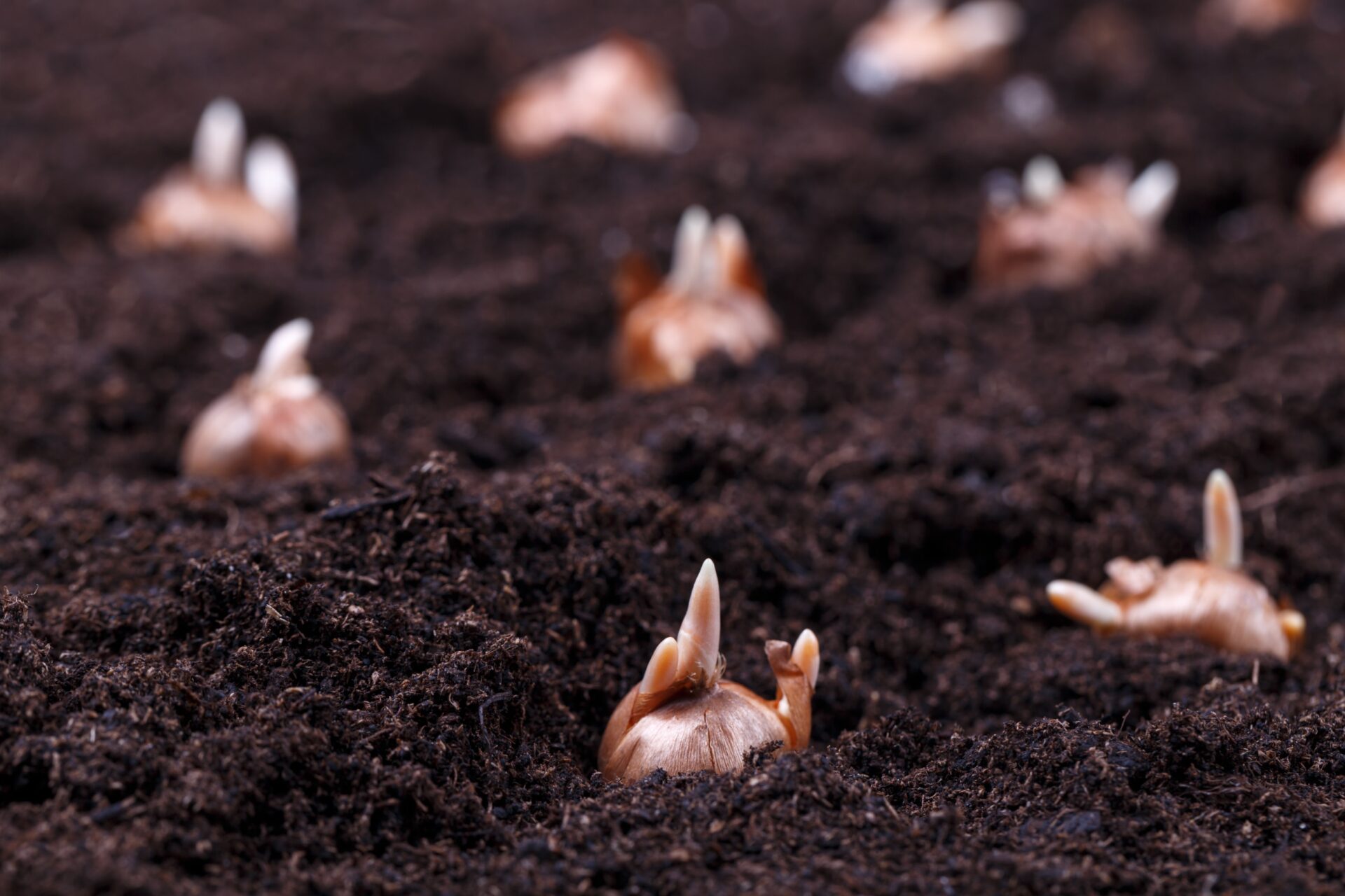 Planting Bulbs 101 Types and Storing for Maximum Results Van Becelaere Greenhouse & Feed Store