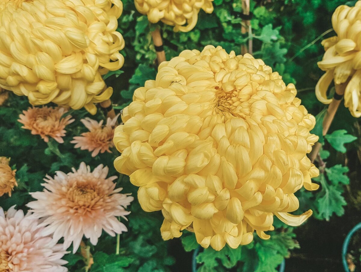 May Chrysanthemum Flowers for Mother's Dayfeatured image