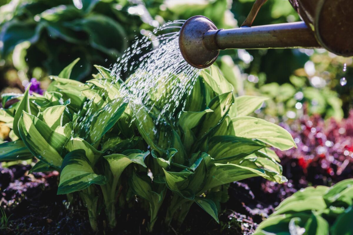 Planting Hostas to Thrive During the Hot Weather Months in the Four State Region of Southeast Kansasfeatured image