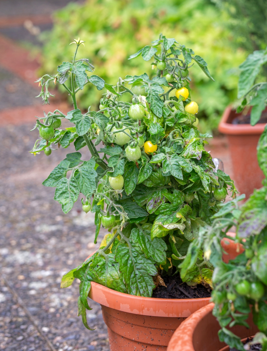 How You Can Beat the Heat to Create a Thriving Container Garden in Hot Weatherfeatured image
