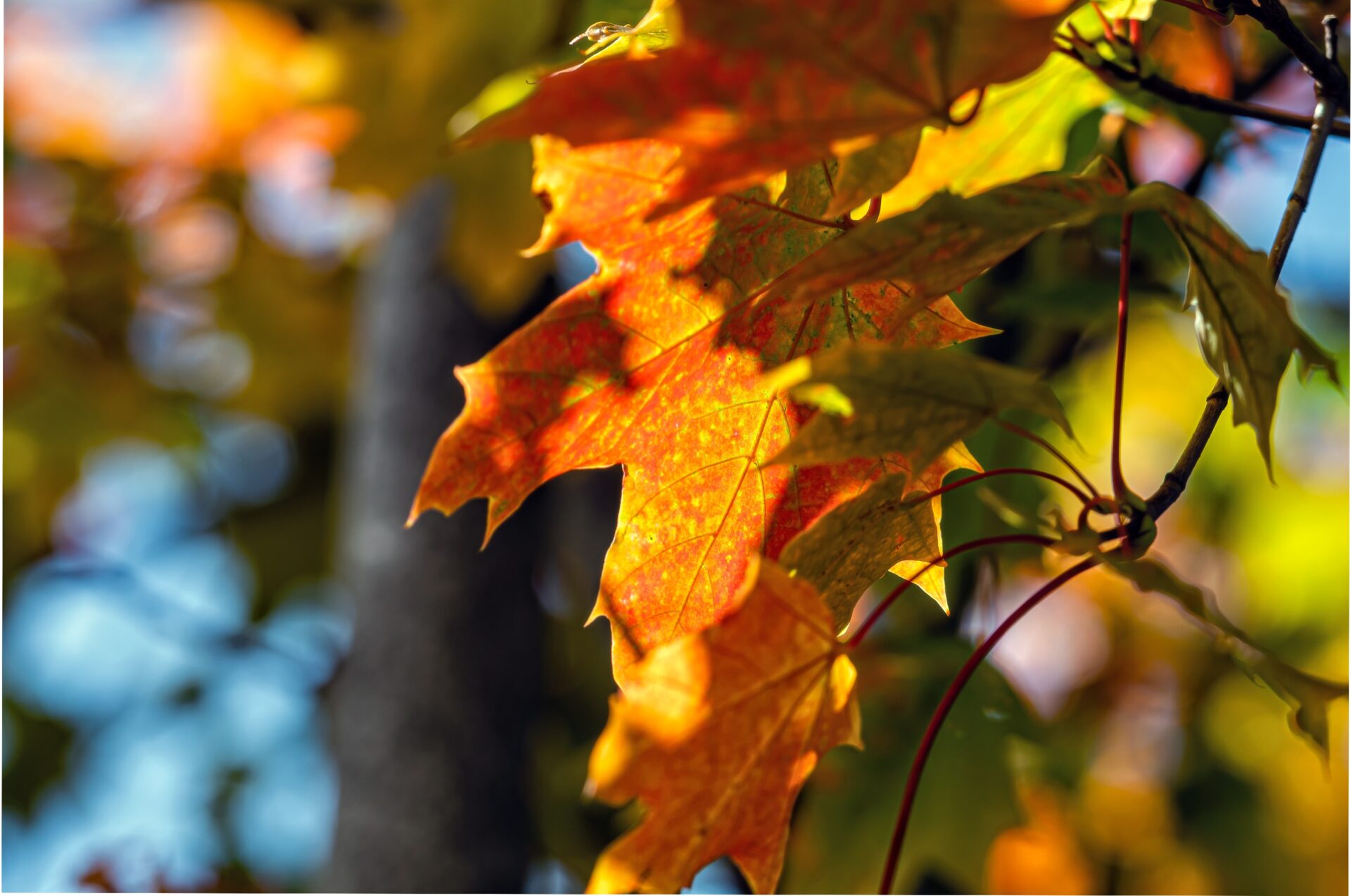 exploring-a-variety-of-trees-to-plant-in-the-fall-and-spring-for