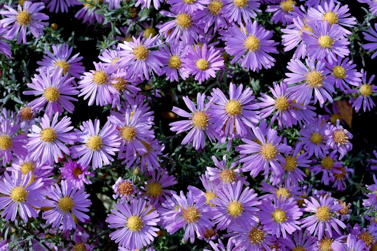 Discover The Best Fall Bloomers For Gardens In Southeast Kansas And Southwest Missouri