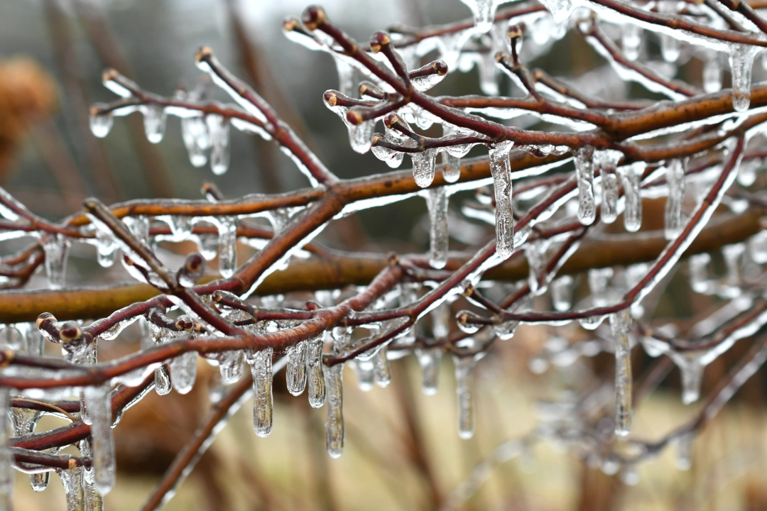 What To Do When Your Trees And Shrubs Get Covered In Snow And Ice