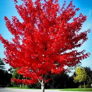 Autumn Flame Red Maple 1 Copy 1 Jpg