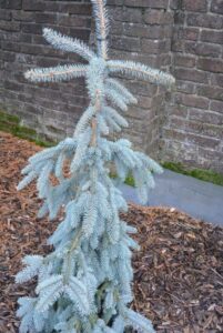 The Lbues Weeping Spruce