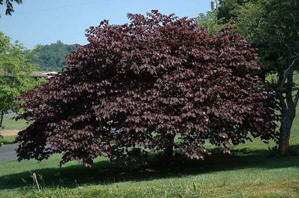 Redbud, Burgundy Hearts, #5 Deep pot container – Van Becelaere ...