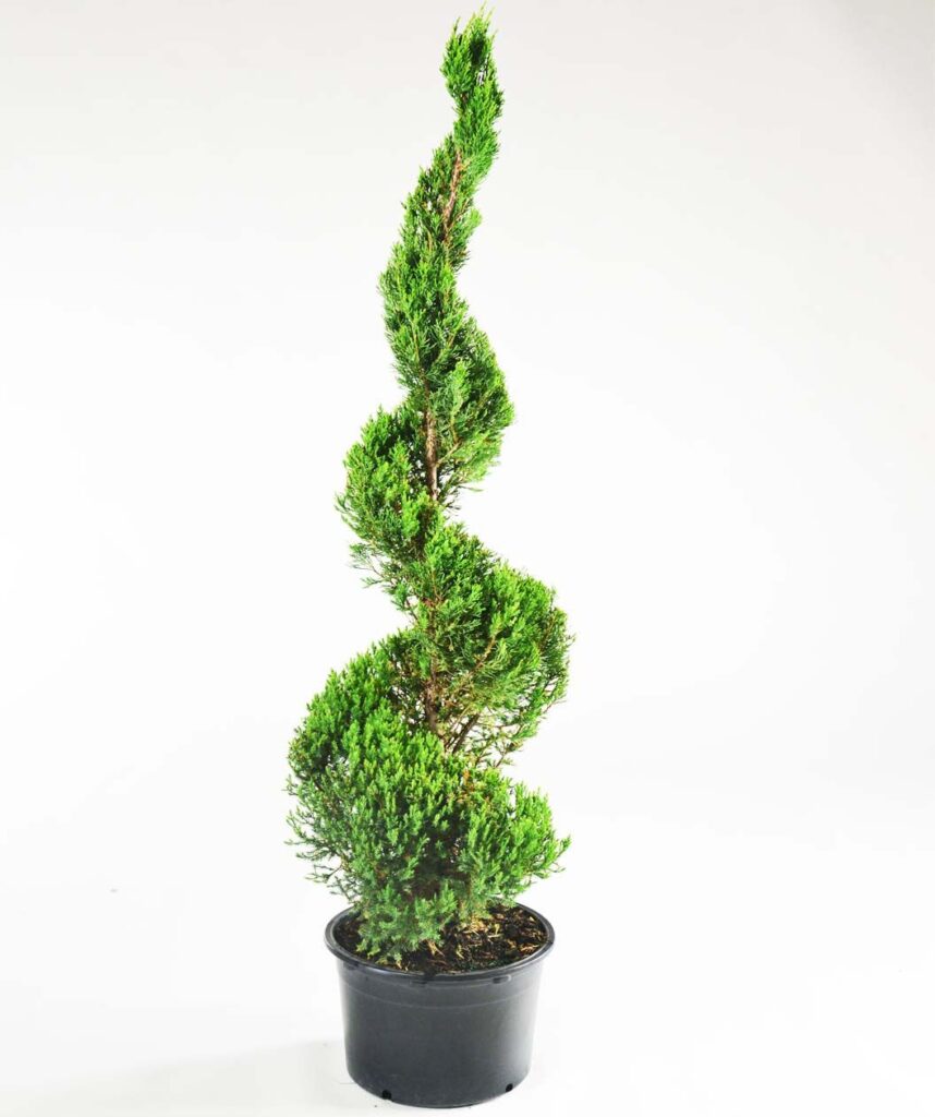 Juniper, Blue Point Spiral, 8 in. container Van Becelaere Greenhouse
