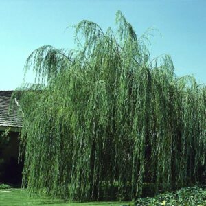 Wisconsin Weeping Willow