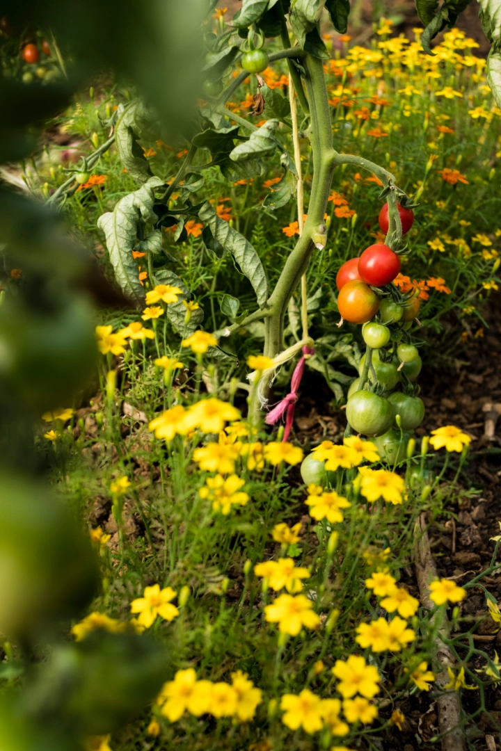 Organize Your Garden Rows By Companion Planting