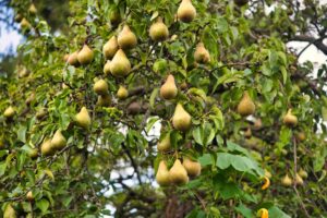 Bartlett Pear Tree Growing Guide 5211022 04 7703e95172b04952a53096f1b23b004e