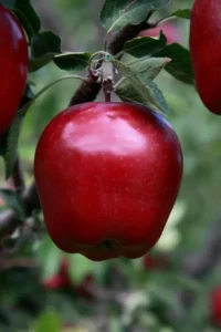 Red Delicious Apple Tree 1 Jpg Webp