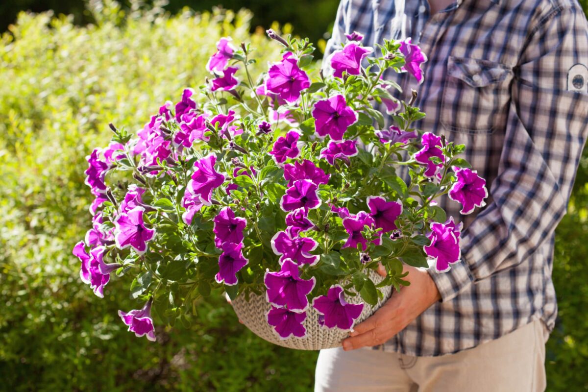 Petunias The Flowers Of Choice For Home Gardeners In The Four States