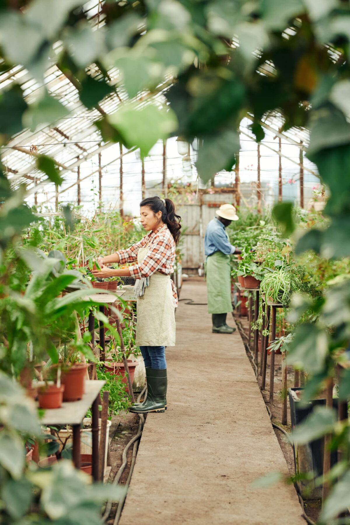 Exploring The Vibrant World Of One Pittsburg, Kansas Nursery And Greenhouse