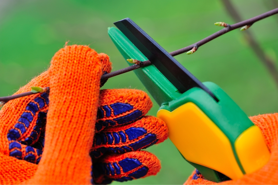 Off With Their Heads Deadheading Plants In Your Vegetable And Fruit Garden