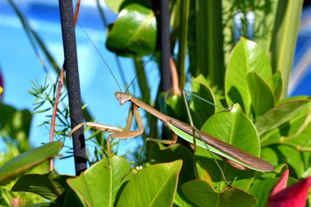 Natural Garden Defenses Without The Use Of Toxic Insecticides