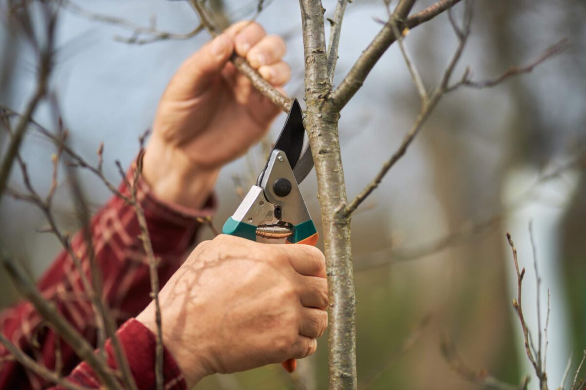 Pruning Trees To Grow Into Beautiful Shade Trees