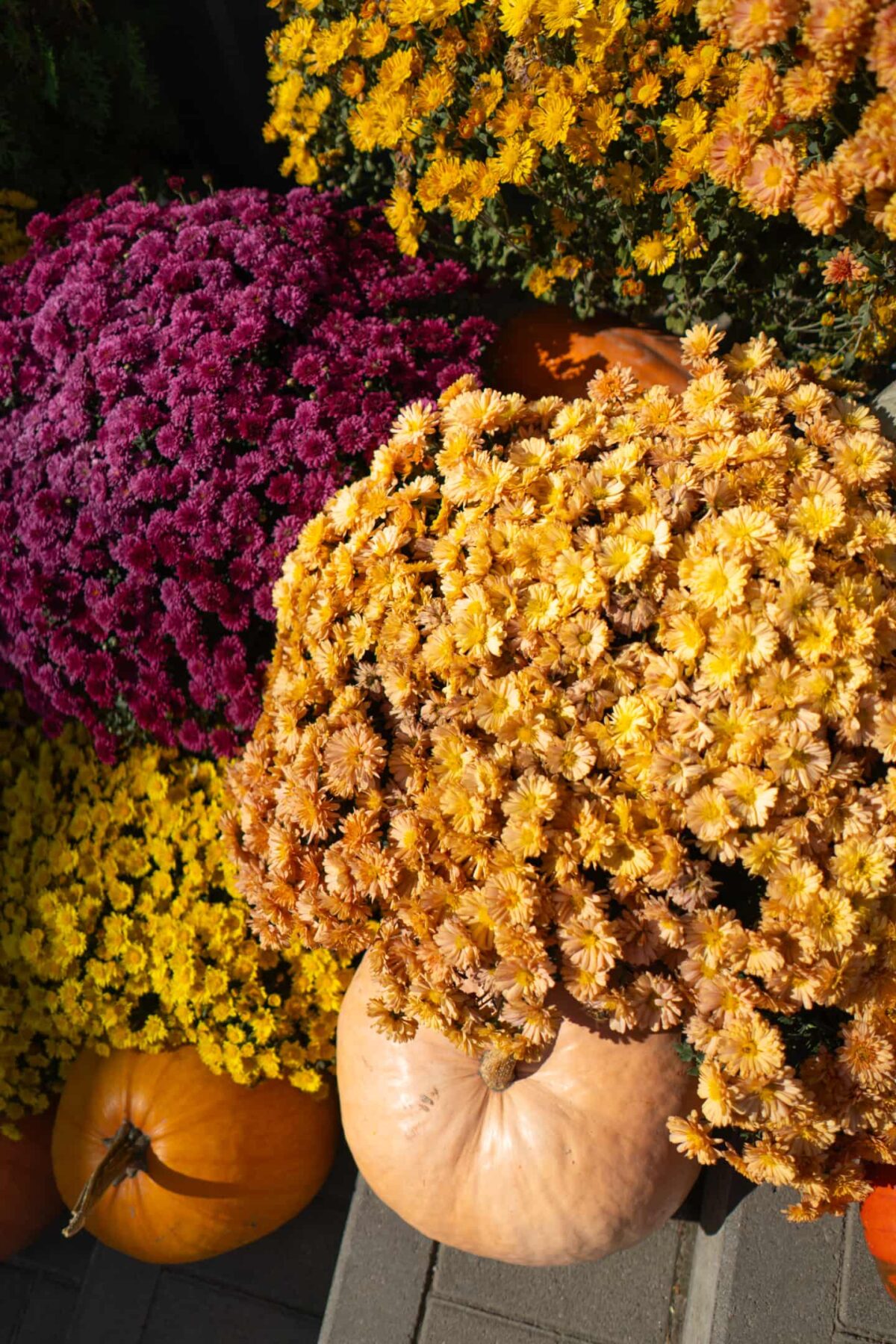 Brighten Up Your Fall Garden With Colorful Fall Mums