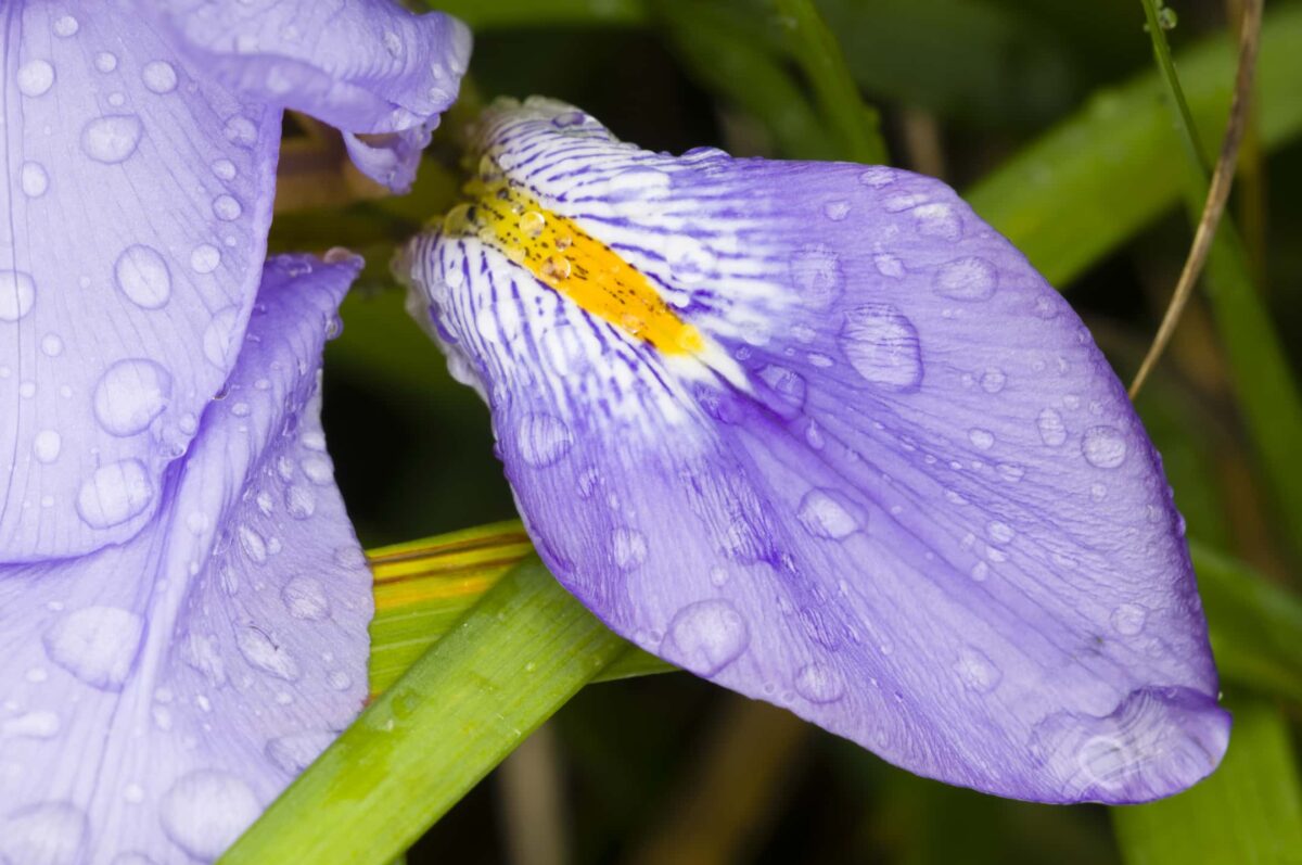 The Beauty And Resilience Of The Northern Blue Flag Iris