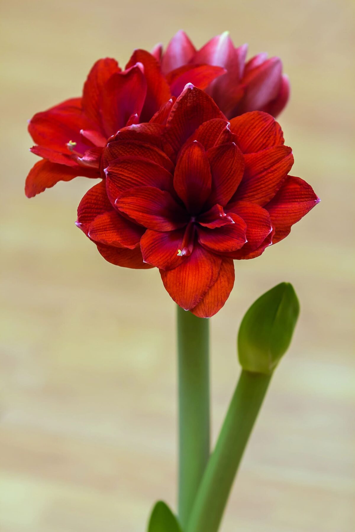 The Magic Of The Christmas Amaryllis Bloom