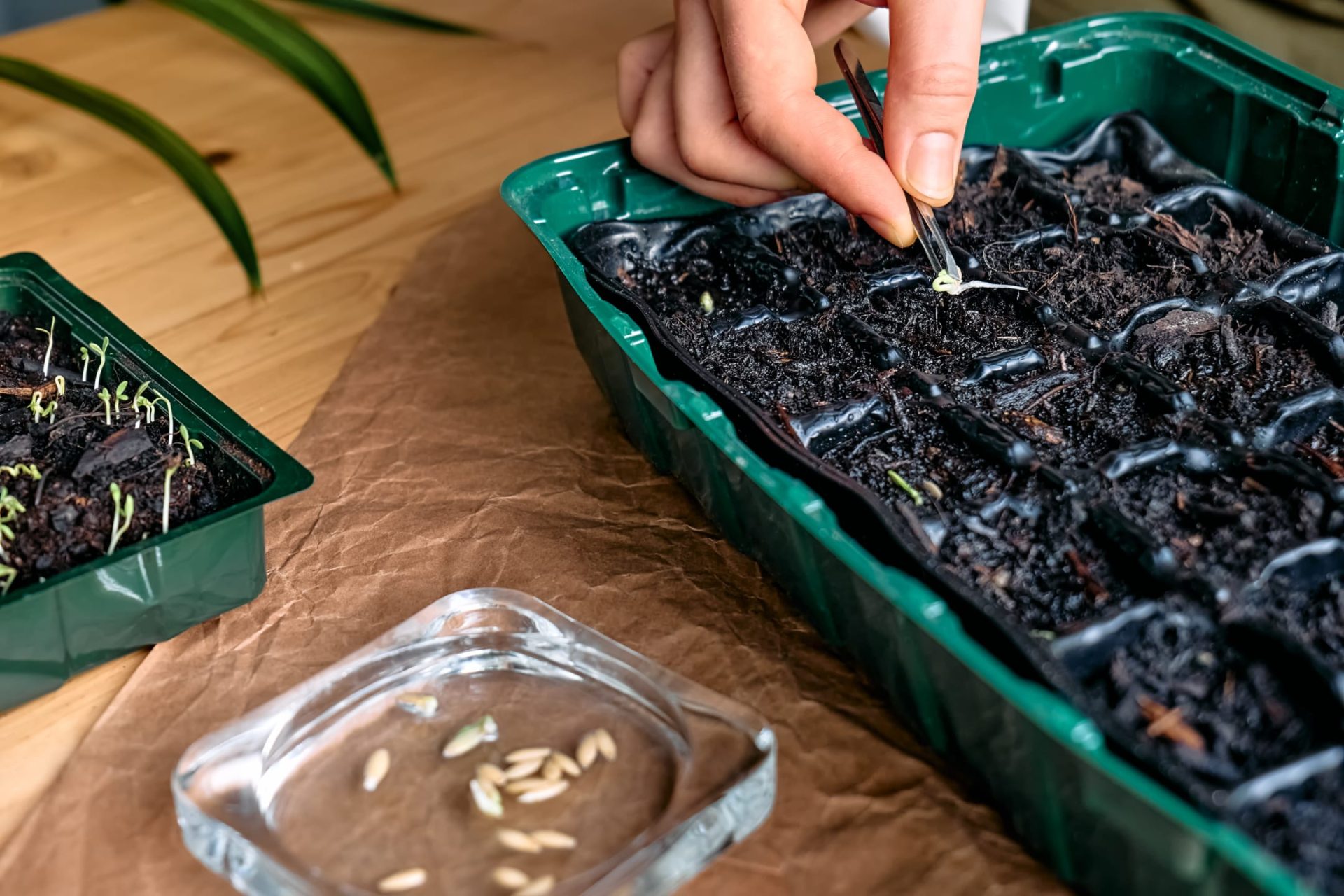 Start Fruit And Vegetable Seeds Indoors